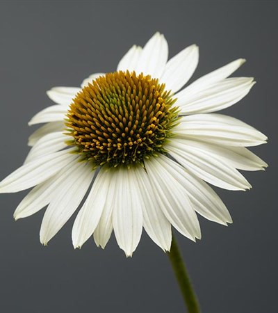 Coneflower Sombrero® Blanco
